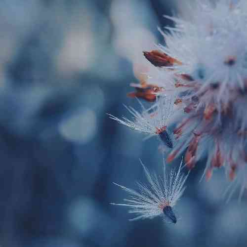 آرین سوری رخ